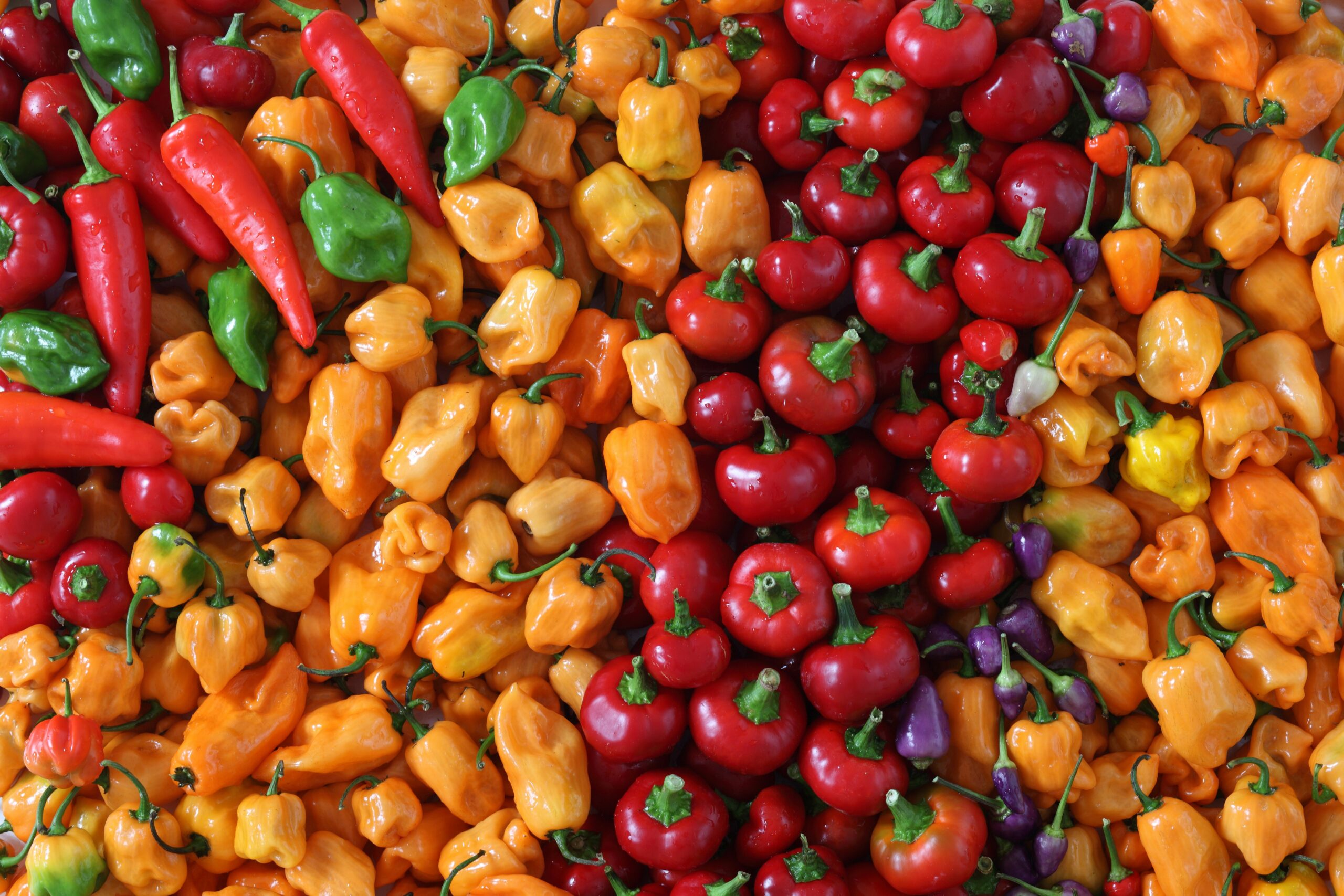 Habanero Peppers