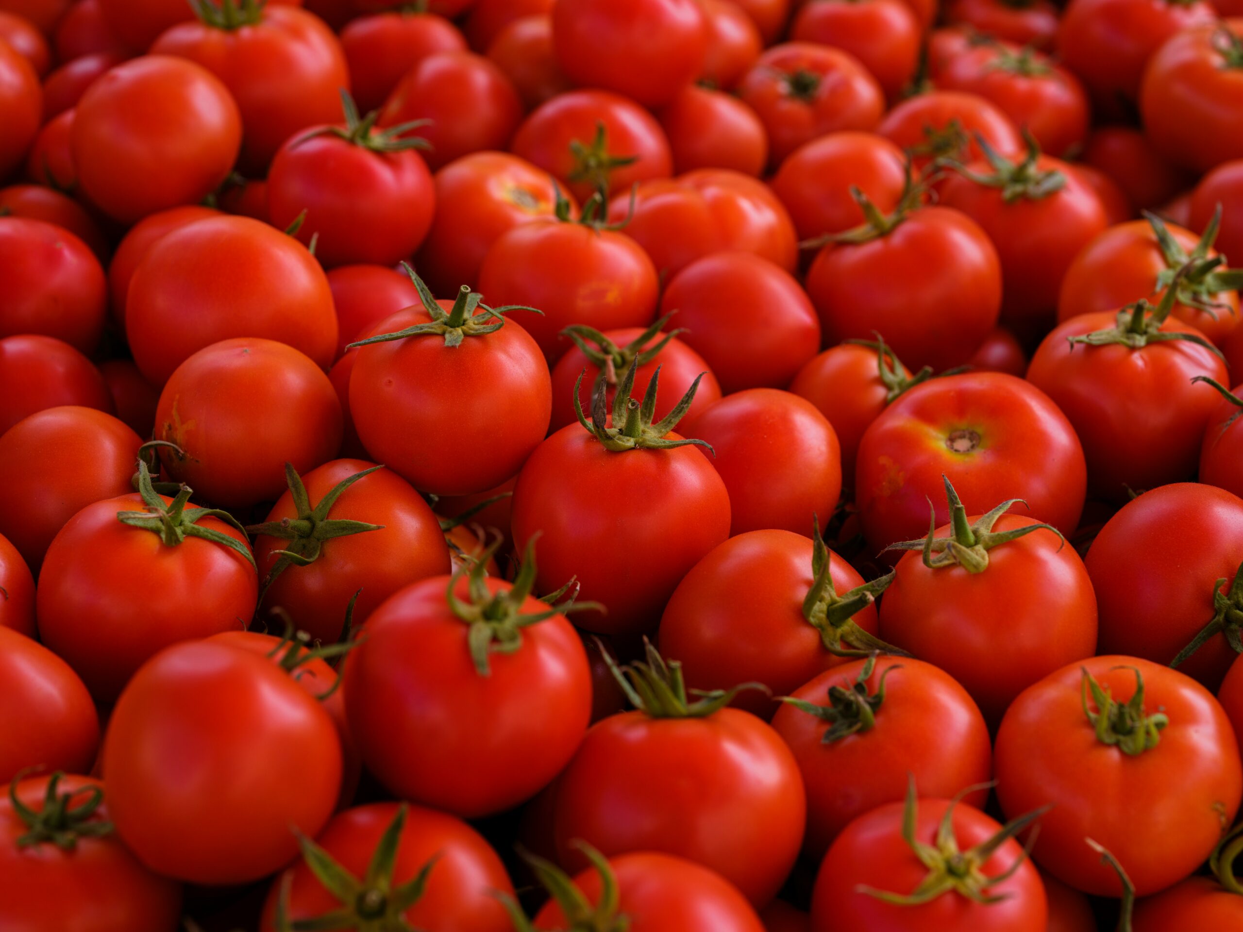 Fresh Tomatoes